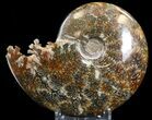 Cleoniceras Ammonite Fossil - Madagascar #39489-1